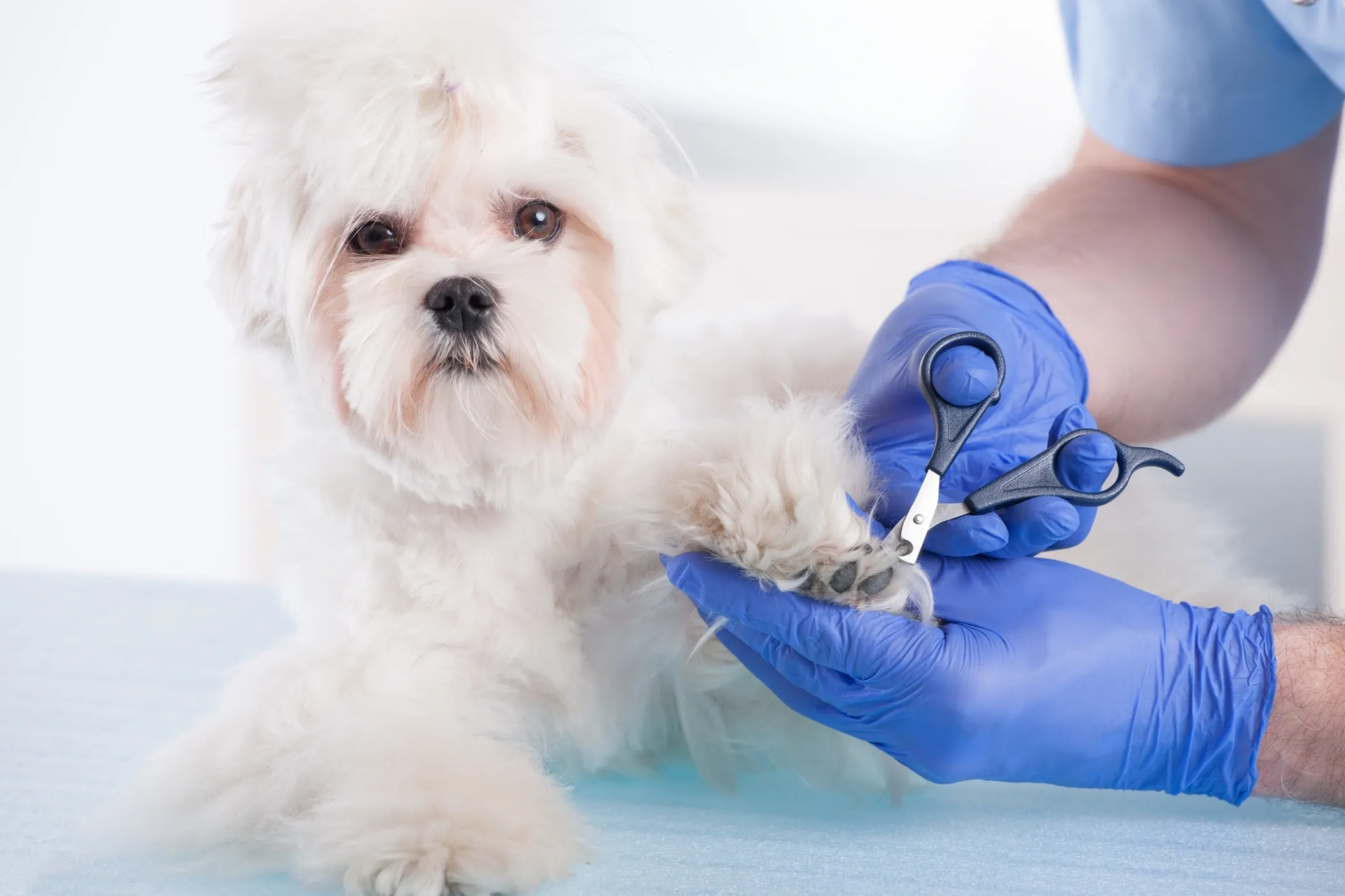 Trimming a white-furred dog’s nails