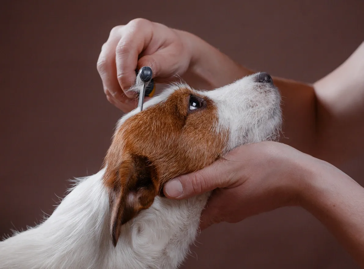 Some of our dog grooming services in Wixom, MI