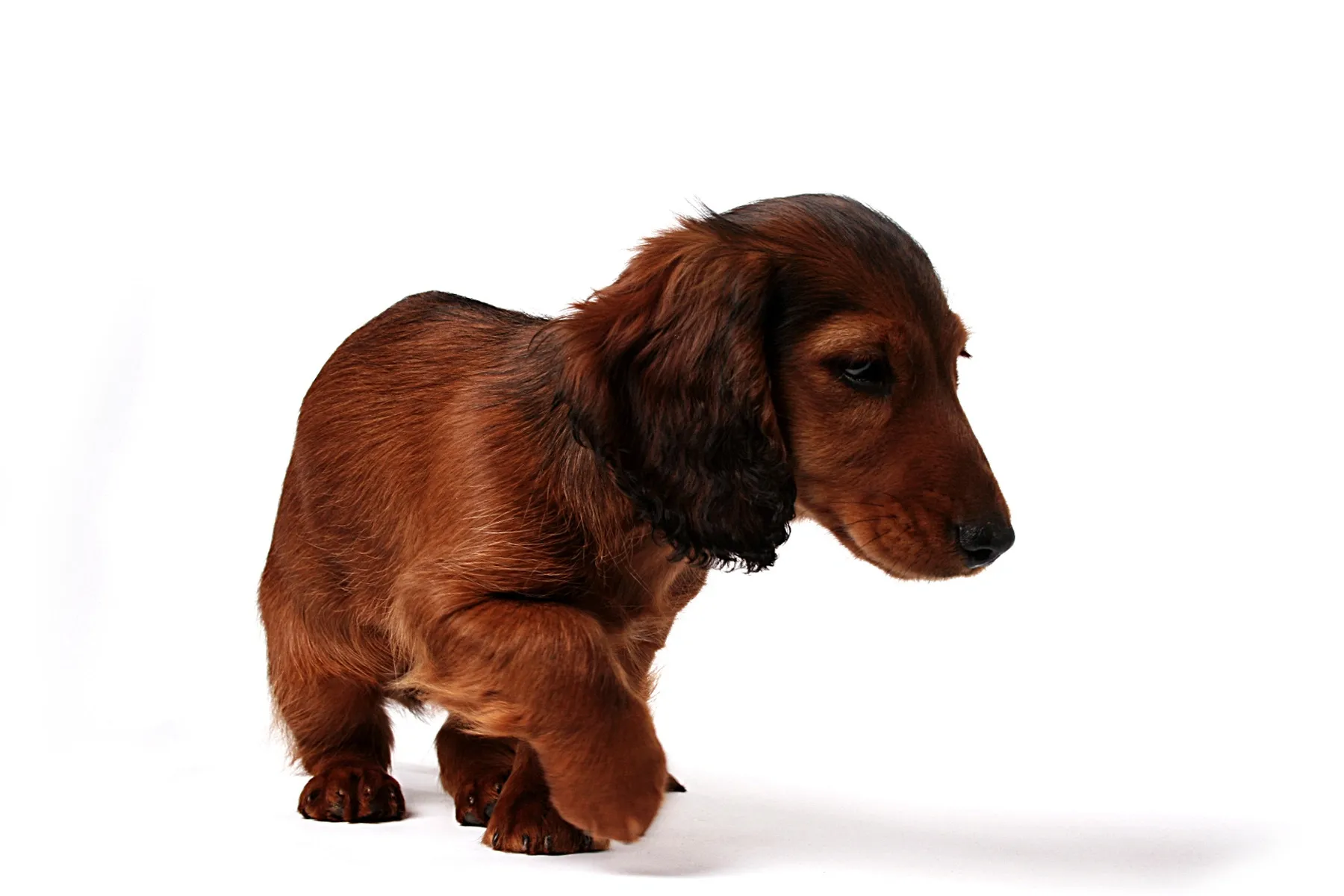 Brown Dachshund pup